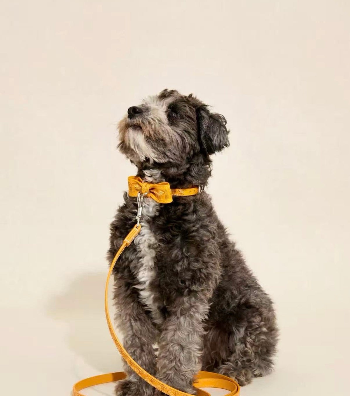 Bow Detail Leather Pet Collar – Design 04 styled pet accessory view